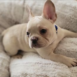 French Bulldogs from Beach Town Bullies