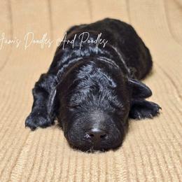 Brown - Black male Poodle puppy in Cleveland, Georgia from Jam's Doodles And Poodles