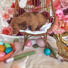 Dachshund Puppies from Mill Creek Dachshunds