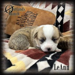 Girl 2 - female Pembroke Welsh Corgi puppy in Anson, Texas from Outlands Ranch