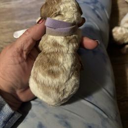 Holly - Light Purple Female - Parti female Goldendoodle puppy in Eunice, Louisiana from Maison De Pawz