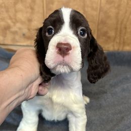Leonardo - Liver and white English Springer Spaniel puppy in Duncansville, Pennsylvania from Paylie Springers