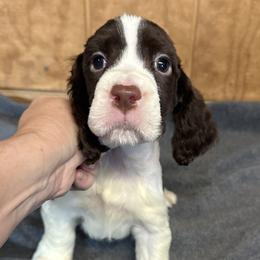 Leonardo - Liver and white English Springer Spaniel puppy in Duncansville, Pennsylvania from Paylie Springers