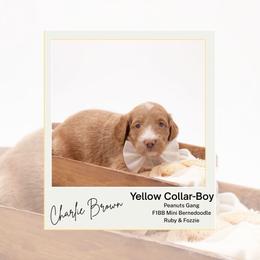 Yellow Collar - Charlie Brown - Yellow and white male Bernedoodle puppy in Lexington, North Carolina from Deborah’s Doodles