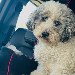 Arlo - Merle male Bernedoodle puppy in Sherman, Illinois from Shirl Doodle Life