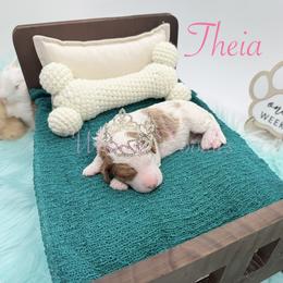 Theia - Yellow and white female Bernedoodle puppy in Omaha, Nebraska from Whimsy Doodles