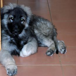 Shiloh Shepherd Puppies from Solace Shilohs