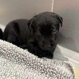 Red collar male - Black male Labrador Retriever puppy in Gainesville, Georgia from Rucker Retrievers