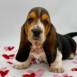 Pecan Bud 'Buddy' See's Litter - Black white and brown male Basset Hound puppy in Konawa, Oklahoma from Circle H Basset Hounds