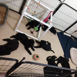 Poodle Puppies from APAW Poodles