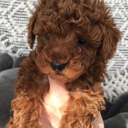 Poodle Puppies from Curly Top Poodles