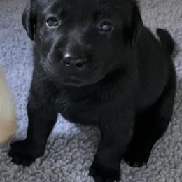 Labrador Retriever Puppies from Tobyan Labradors