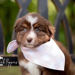 Australian Shepherds, German Shepherds, and Miniature Australian Shepherds from Dry Creek Puppies, LLC