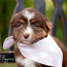Australian Shepherds, German Shepherds, and Miniature Australian Shepherds from Dry Creek Puppies, LLC