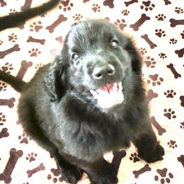 Flat-Coated Retrievers from StormWatch Flat-coated Retrievers