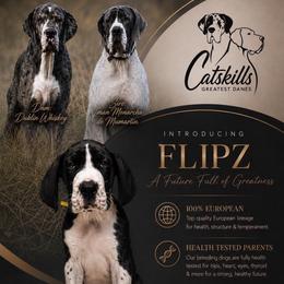 Flipz - Mantle male Great Dane puppy in Liberty, New York from Catskills Greatest Danes