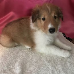 Collie Puppies from Gem Stone Collies