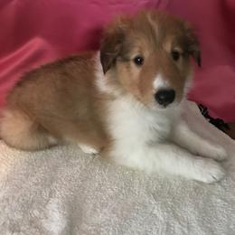 Collie Puppies from Gem Stone Collies