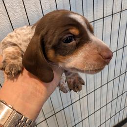 Matthew - Chocolate and tan male Dachshund puppy in Blanchard, Oklahoma from Dusty Road Doxies
