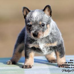 Mazie Girl 3 - Blue speckled female Australian Cattle Dog puppy in Point, Texas from Lakylu Kennels