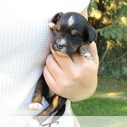 Tanya - Tri-color female Bernedoodle puppy in Idaho Falls, Idaho from Idahome Doodle