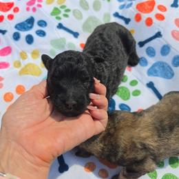 Boy 2 - Black male Bouvier des Flandres puppy in Marionville, Missouri from Sandbox Puppies