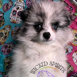 AKC SAILOR - Blue merle male Pomeranian puppy in Watkins Glen, New York from Wicked Spirits Pomeranians