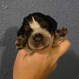 Shenanigans aka Nanny - Tri-Roan female English Springer Spaniel puppy in Lake City, Florida from Thunderbird Springers