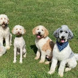 Goldendoodles from BNB K9 Castle