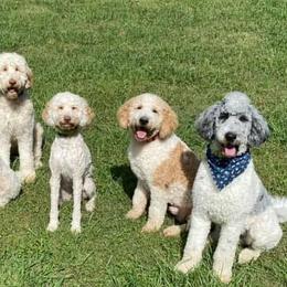 Goldendoodles from BNB K9 Castle