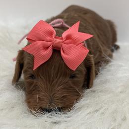 Coral Girl - Red  female Goldendoodle puppy in Waskom, Texas from Pearls & Curls doodles & poodles