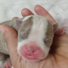 Boy 3 - male Boston Terrier puppy in Corning, California from SB Bostons