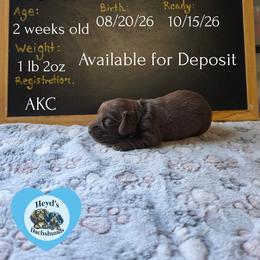 Kronos - Chocolate and tan male Dachshund puppy in Hoquiam, Washington from Heyd's Mini Dachshunds