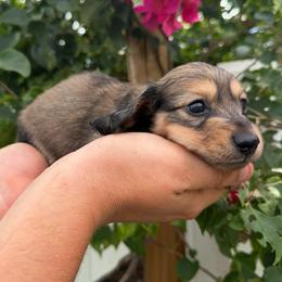 Ithan - AKC - Cream male Dachshund puppy in Englewood, Florida from Dach of Doxies