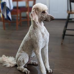 Woola - Goldendoodle