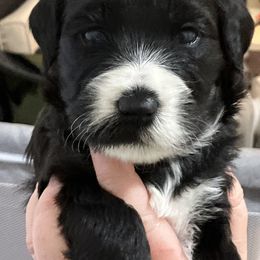 Whoodle Puppies from RockyRiverPups