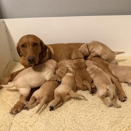Labrador Retriever puppies from Clearmountain Retrievers