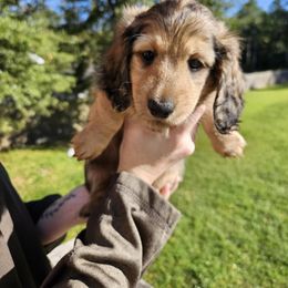 Nyra - Dachshund