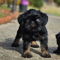 Girl 1 - Black and tan female Brussels Griffon puppy in Huntsville, Alabama from Tammy's Brussels