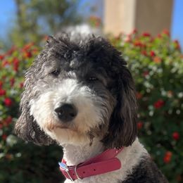 Aussiedoodles, Bernedoodles, Double Doodles, Goldendoodles, Poodles, and Sheepadoodles from Sunny Doodles