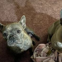 French Bulldogs from Nickels Sweet Home Breeders