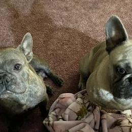 French Bulldogs from Nickels Sweet Home Breeders