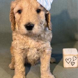 Nutmeg - Apricot female Goldendoodle puppy in Rochester, New York from Willowgreen Goldendoodles