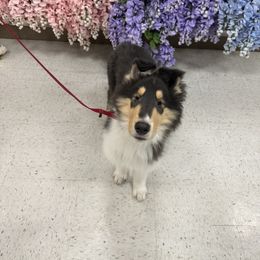 Collie Puppies from Relic Collies