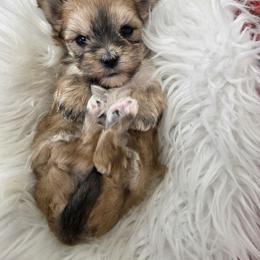 Meadow - Black & tan tri-color female Morkie puppy in Monticello, Iowa from Ashley’s Puppies