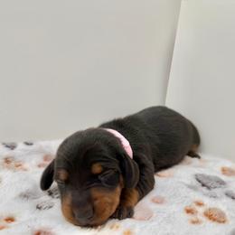 Pink - Black and tan female Dachshund puppy in Bakersfield, California from KC Doxies