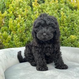 Vivian - Black female Barbet puppy in Sugar Valley, Georgia from Pinnacle Farm and Kennel