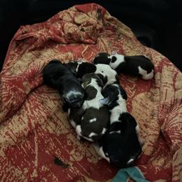 B2 - Brown and white male Cocker Spaniel puppy in Soddy Daisy, Tennessee from Kaleidoscopic Creations