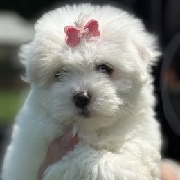 Bijou  Little jewel, sparkling with charm. - White female Coton de Tulear puppy in Warrenton, Virginia from Four Lochs LLC