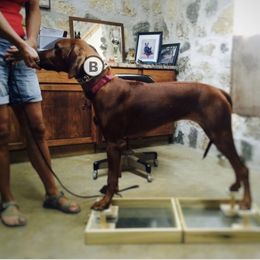 Rhodesian Ridgeback Puppies from Zambezi River Ridgebacks